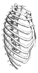 Wall Mural - sternum, vintage engraving.