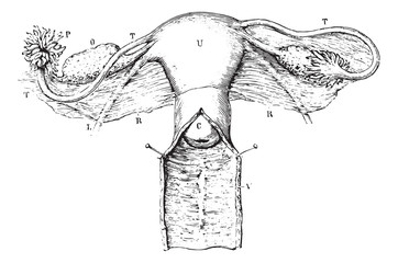Wall Mural - internal genitalia of women, vintage engraving.
