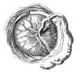 Placenta (internal or fetal face), vintage engraving.
