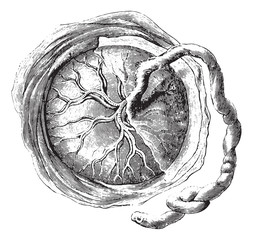 Wall Mural - placenta (internal or fetal face), vintage engraving.