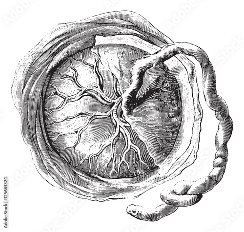 Fotografie, Obraz Placenta (internal or fetal face), vintage engraving.