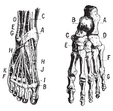 Foot, Fig 1. Muscles, Fig 2. Skeleton, Vintage Engraving.