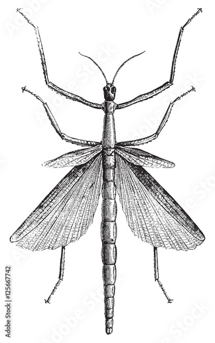 Fotografía Phasma gigas, vintage engraving.
