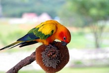 Sun Conure, Red Orange Yellow Green And Blue Color Parrot Eating Sunflower Seeds