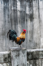 Beautiful Rooster Standing On The Fence Over Concrete Gray Wall Background