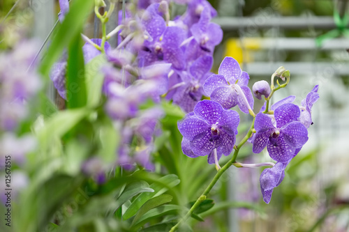 Purple orchid flowers