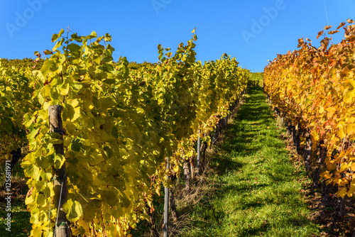 Dekoracja na wymiar  winnice-w-stuttgarcie-piekny-region-winiarski-na-poludniu-niemiec