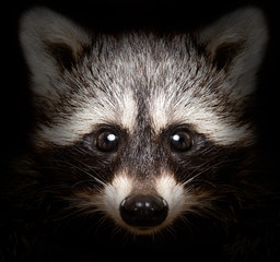 Wall Mural - portrait of a cunning raccoon closeup on a black background