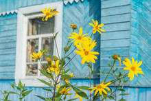 Bright Sunny Yellow Topinambour Flowers In Palisade In Front Of Old Wooden House. Bulatovo, Kaluzhsky Region, Russia.

