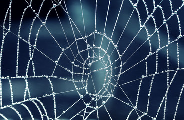 shiny drops of dew covered spider web tracery early in the morning