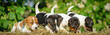 Vier Hundewelpen auf einem Strohballen - Jack Russel - Welpen