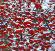 Branch with bunches of rowan berries under snow in the winter snowfall in the city. The first snow fell, a beautiful red and white pattern.