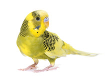 Young Colorful Budgerigar
