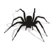 Black spider silhouette. 