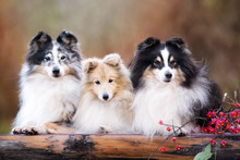 Three Sheltie Dogs Posing Together Outdoors