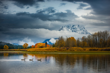 Wall Mural - Grand Teton National Park Fall Colors