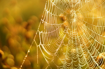 Wall Mural - MACRO SPIDER WEB