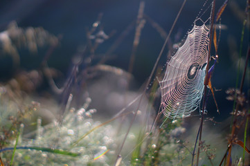 Wall Mural - Macro spider web