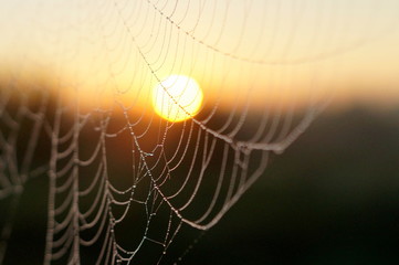 Wall Mural - Macro spider web with sun