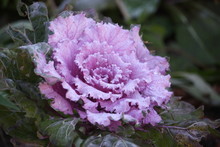 Purple Ornamental Decorative Flowering Cabbage