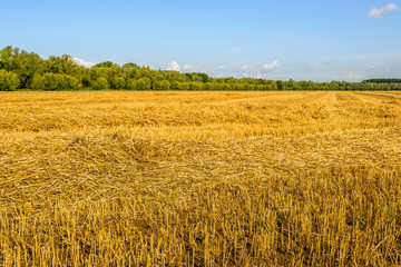 Wall Mural - Cereal field with threshed grain on a sunny day