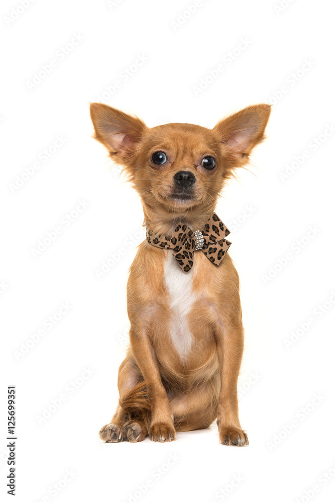 Cute brown sitting chihuahua facing the camera wearing a bow tie ...