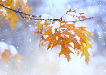 Beautiful branch with orange and yellow leaves in late fall or early winter under the snow. First snow, snow flakes fall, gentle blurred romantic light blue background, close-up.