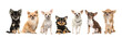 Group of seven cute chihuahua dogs facing the camera isolated on a white background
