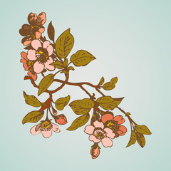 Wall Mural - Cherry branches with flowers, sakura vector illustration