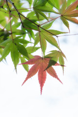 Japanese maple tree leaves illuminated by sunlight on white  bac