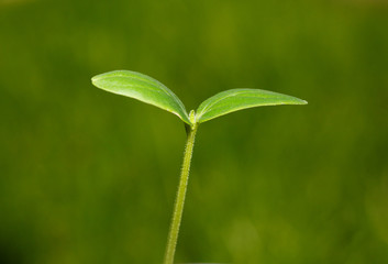 Wall Mural - Seedling over green