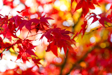 red leaves of acer tree in autumn. backlit medium close-up with shallow depth of field.