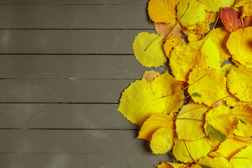 Colorful autumn leaves over wood background with copy space