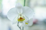 Fototapeta Storczyk - Closeup of orchid 