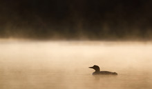 Common Loon (Gavia Immer) Swimming In The Golden Hour Of The Morning On Wilson Lake, Que, Canada