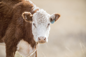 Cow Eating Natural Grass on an Open Range in Colorado