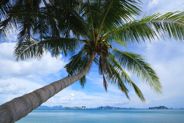 Coconut trees by the sea, Koh Yao Noi , Phang Nga, THAILAND.