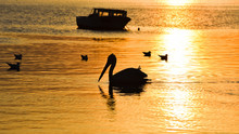 Fishing Boat On The Sea At Sunset. Pelicans And Seagulls Swimming On The Sea.