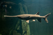 Paddlefish with natural habitat in the river. Polyodon spathula