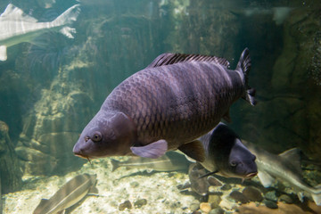 Freshwater fish of the carp in the environment. Cyprinus carpio