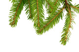 Fototapeta Lawenda - green spruce branches for the new year