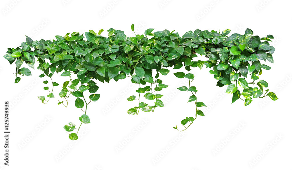 Heart shaped green leaves vine ivy plant bush of devil's ivy or golden pothos (Epipremnum aureum) isolated on white background with clipping path. - obrazy, fototapety, plakaty 