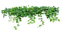 Heart Shaped Green Leaves Vine Ivy Plant Bush Of Devil's Ivy Or Golden Pothos (Epipremnum Aureum) Isolated On White Background With Clipping Path.