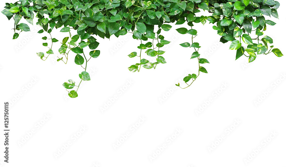 Hanging heart shaped leaves vine plant devil's ivy or golden pothos isolated on white background - obrazy, fototapety, plakaty 