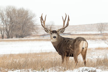 Mule Deer Buck In Snow