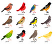 Wonderful set consisting of nice colored birds