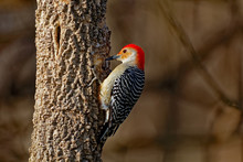 Red-Bellied Woodpecker On A Tree