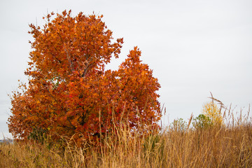 red maple on the plains