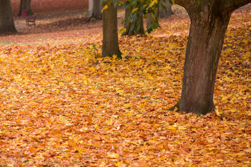 Wall Mural - Herbstlandschaft mit bunten Blättern an den Bäumen