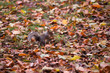 Ein Eichhörnchen sitzt im Herbstlaub